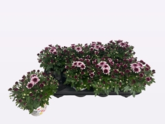 Chrysanthemum Podium Pink Bicolor 12Ø 22cm