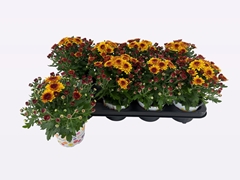 Chrysanthemum Podium Red Bicolor 12Ø 22cm