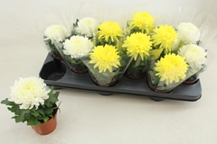 Chrysanth Cosmo Mix 9Ø 15cm