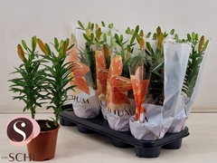 Lily Asiatic Mix 13Ø 45cm