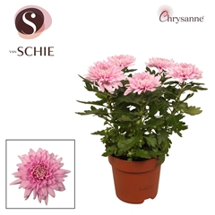 Chrysanth Supernova Pink 17Ø 35cm