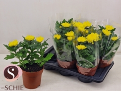 Chrysanth Supernova Yellow 17Ø 35cm