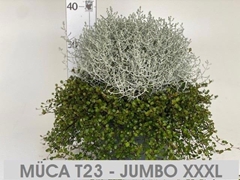 Leucophyta Brownii 23Ø 38cm