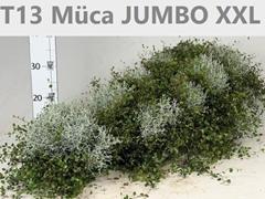 Leucophyta Brownii 13Ø 25cm