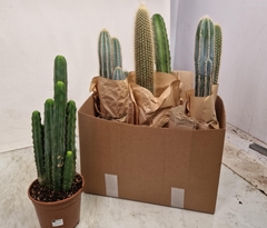 Cereus 17Ø 65cm