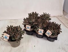 Kalanchoe Tomentosa 14Ø 25cm
