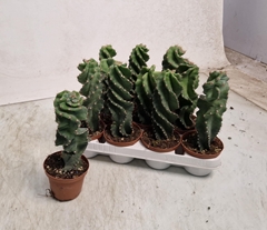 Cereus 10Ø 20cm