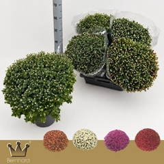 Chrysanthemum Jasoda Mix 19Ø 45cm