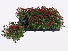 Chrysanth Blooming Beauty Bronze 12Ø 22cm