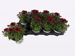Chrysanthemum Gardenmumsaic Double Orange 12Ø 22cm