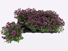 Chrysanthemum Paradiso Purple 12Ø 22cm