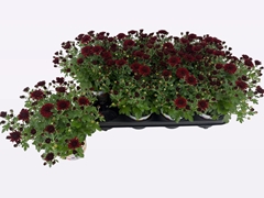 Chrysanthemum Blooming Beauty Red 12Ø 22cm