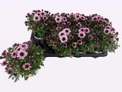 Chrysanthemum Podium Pink Bicolor 12Ø 22cm