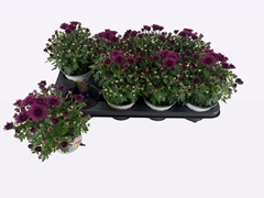 Chrysanth Gardenmumsaic Double Purple 12Ø 22cm