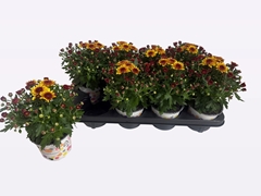 Chrysanthemum Podium Red Bicolor 12Ø 22cm