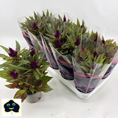Celosia Intenz Dark Purple 12Ø 30cm