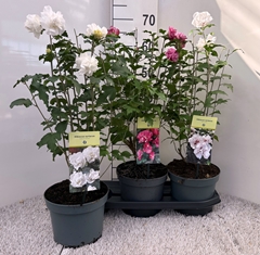 Hibiscus Syriacus 19Ø 60cm