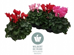 Cyclamen Super Serie Mammoth 17Ø 35cm
