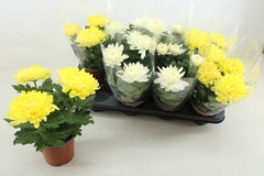 Chrys Kena Gem 12Ø 25cm