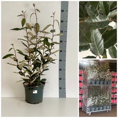 Elaeagnus Gilt Edge 22Ø 80cm