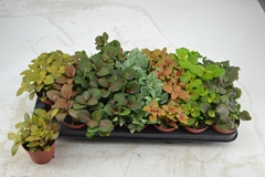Fittonia Mix 7 Colours 8Ø 12cm