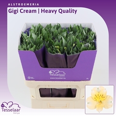 Alstroemeria Gigi Cream 75cm 80gr.