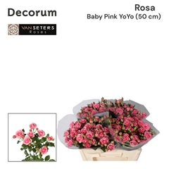 Rosa Spray Pink Yo-Yo 50cm 4+