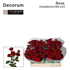 Rosa Spray Caradonna 50cm
