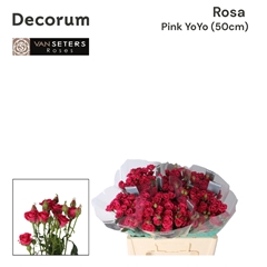 Rosa Spray Pink Yo-Yo 50cm 3+