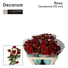 Rosa Spray Caradonna 70cm 4+