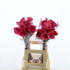 Zantedeschia Tokyo 65cm