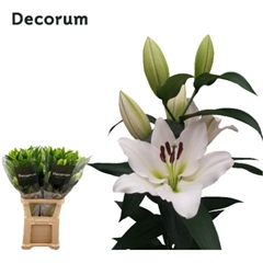 Lily Oriental Tisento 100cm 5+