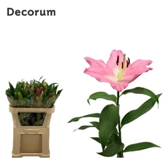 Lily Oriental Albareto 75cm 1+