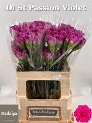 Dianthus Single Passion Violet 60cm
