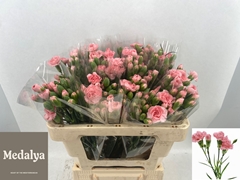 Dianthus Spray Montana 55cm