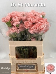 Dianthus Single Maruchi 60cm