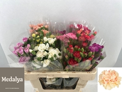 Dianthus Spray Mix 50cm