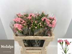 Dianthus Spray Montana 55cm