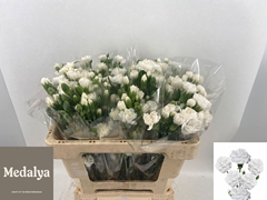 Dianthus Spray Artic 55cm