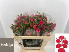 Dianthus Spray Picasso 55cm