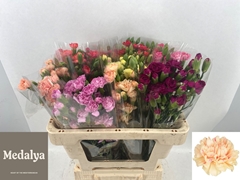 Dianthus Spray Mix 50cm