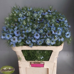 Nigella Artistic Blue 75cm
