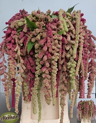 Amaranthus Caudatus Mira 80cm