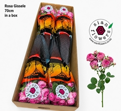 Rosa Spray Giselle! 70cm 5+