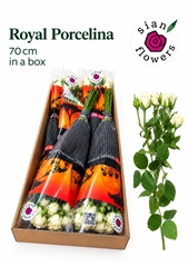 Rosa Spray Royal Porcelina 70cm 4+