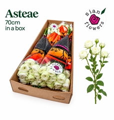 Rosa Spray Astaea 70cm 6+