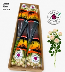 Rosa Spray Sweet Gelato 70cm 5+