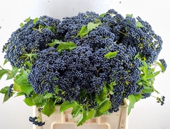 Viburnum Dark Blue Hermania 60cm 3-hd