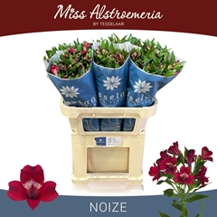 Alstroemeria Noize 75cm 55gr.