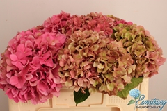 Hydrangea Glowing Alps Classic 50cm 16-18cm Hd